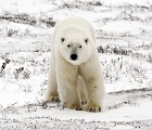Polar bear